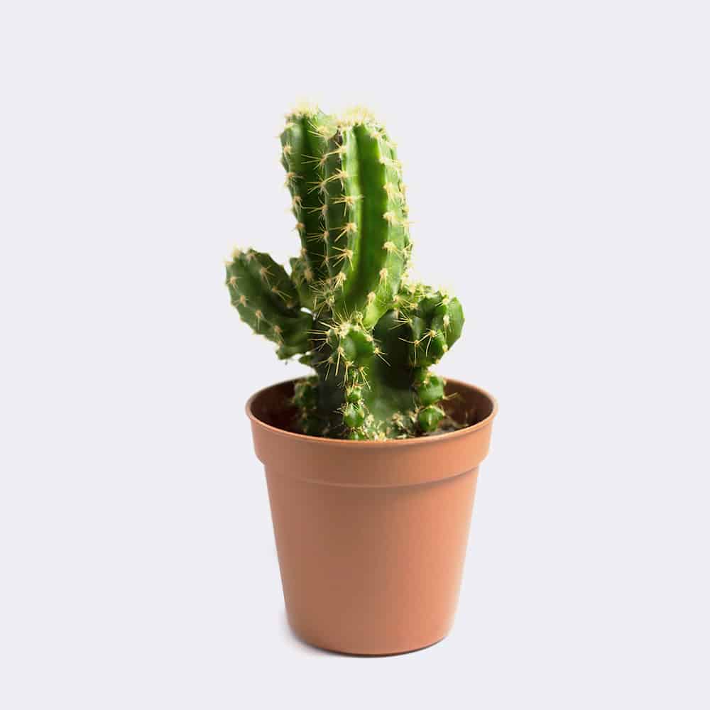 Mini cactus de San Pedro
