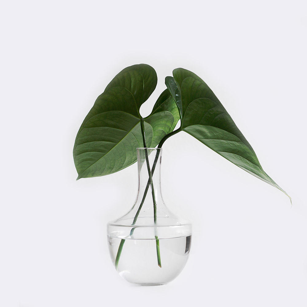 Plante à argent